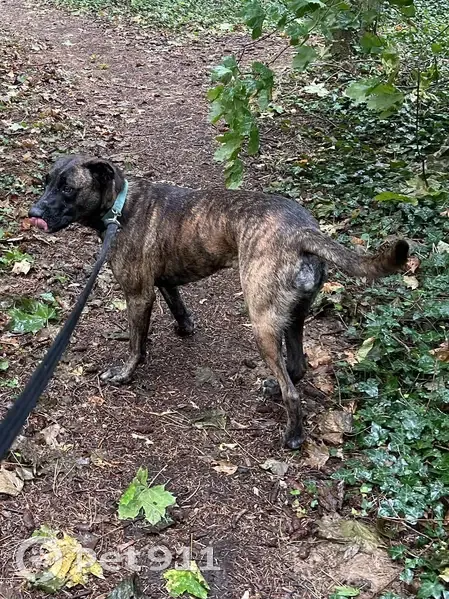 Chien adopté à la spa disparu, craintif. - photo