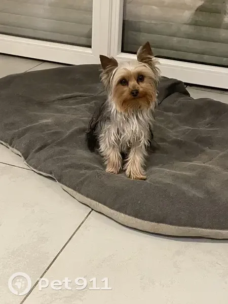 Chien disparu: Rue Métrie, 8, Moulins - photo