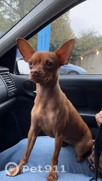 Chien trouvé - Jeune adulte sans puce - photo