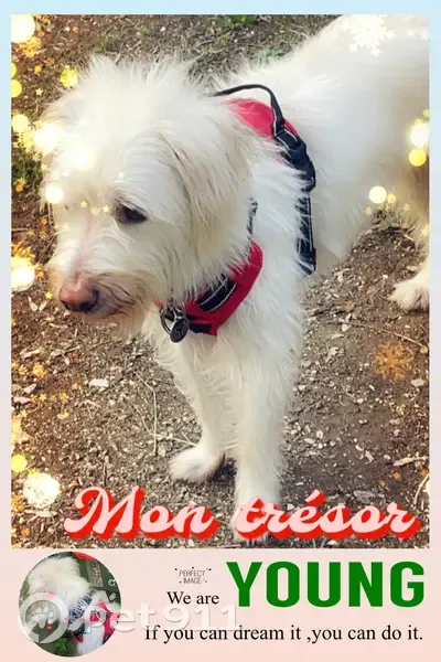 Chien blanc, poils longs, yeux marrons, Marseille - photo