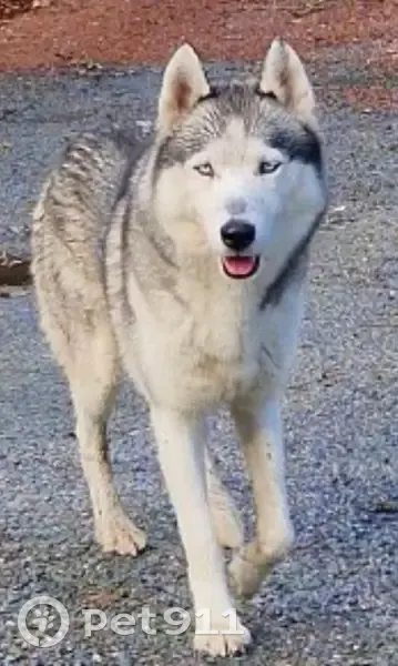 Chien disparu Magic, husky Sibérie, sociable, vu à Toctoucau, recherche depuis 22/10. Avis mairie, police, vétérinaire, spa. Aidez-nous ! - photo