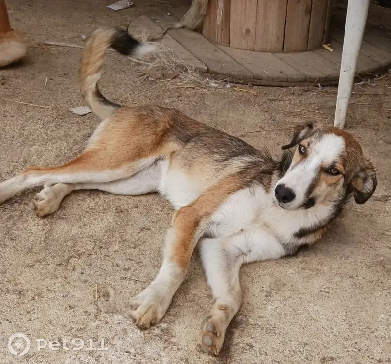 Chien perdu à Escalquens, craintif et fugueur. Aidez-nous à le retrouver ! - photo