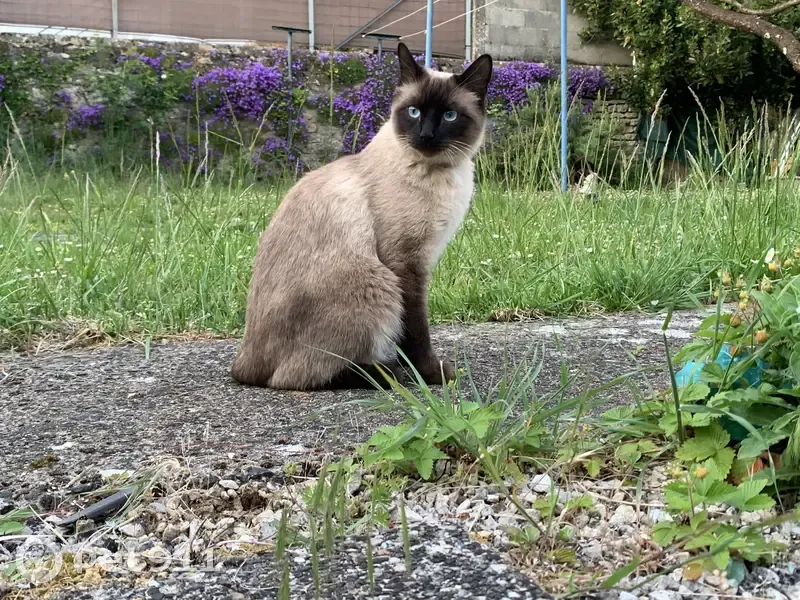 Chat disparu le 20/10/2023 
Aire Brueres Francay 
Beige/marron, craintif 
4 ans 1/2
Aquitaine, Françay - photo