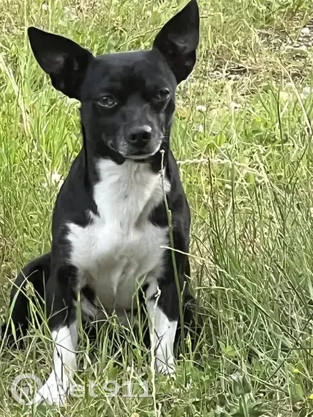 Chien mâle chihuahua noir/blanc, 3 ans, disparu à Lempzours - photo