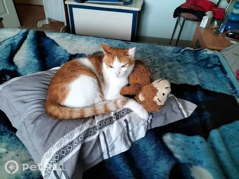 Chat roux et blanc perdu à Vauville 50, aidez-nous à le retrouver! - photo