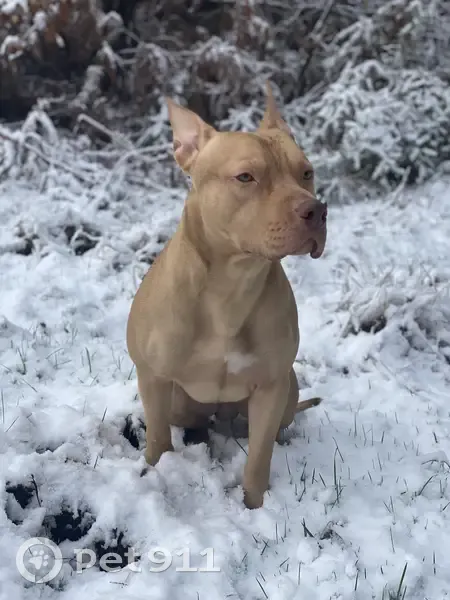 Chien disparu : Aidez-nous ! - photo