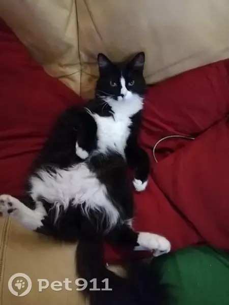 Chat Rockette disparu - photo