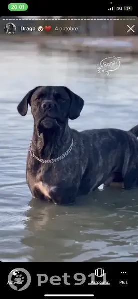 Chien blessé disparu à Villegusien-le-Lac - photo
