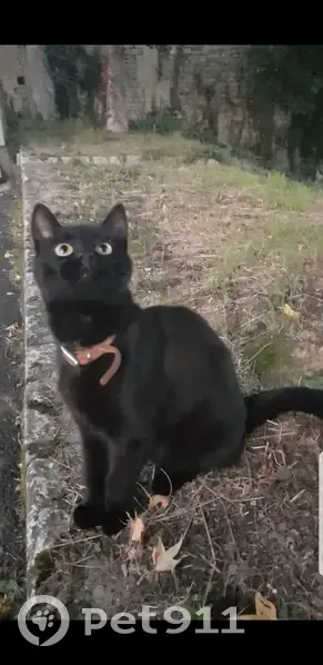 Chat noir disparu, inquiétude et tempête à Caen - photo