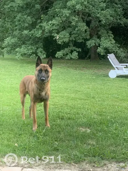 Chien Malinois perdu, robe fauve écureuil, route de Génébrières - photo