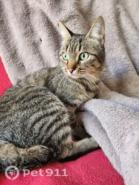 Chat femelle tatouée et stérilisée, disparue le 22/10, Trescol - photo