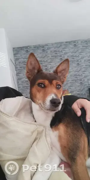 Chien basenji noir-blanc-marron perdu à Tulle - photo