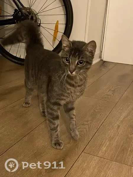 Chaton tigré trouvé, affectueux. Boulevard Voltaire, Bourg-en-Bresse. - photo
