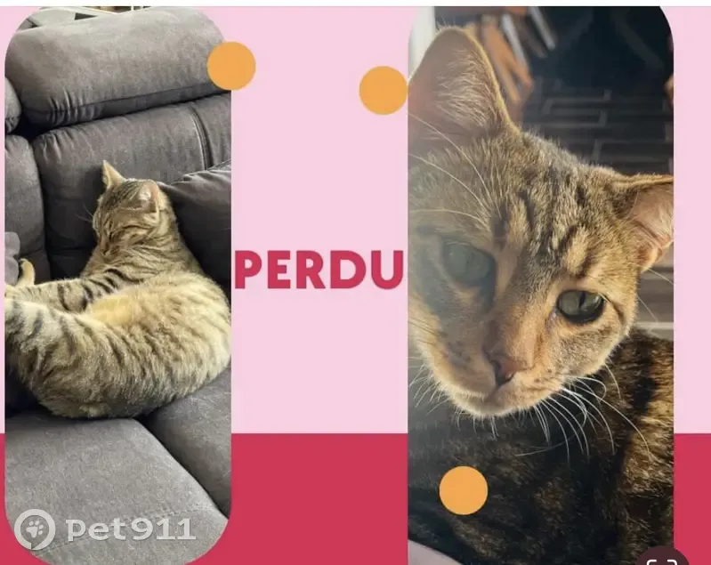 Chat perdu - Skippy, mâle, pucé, castré, tigré marron/gris, sociable. 06 61 07 80 11, Chemin Jean Grand, 38, Pompignan. - photo