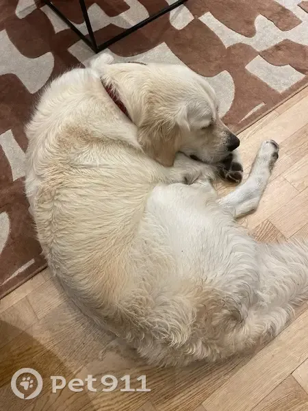 Chien Max, Golden castré, disparu à Caluire-et-Cuire - photo