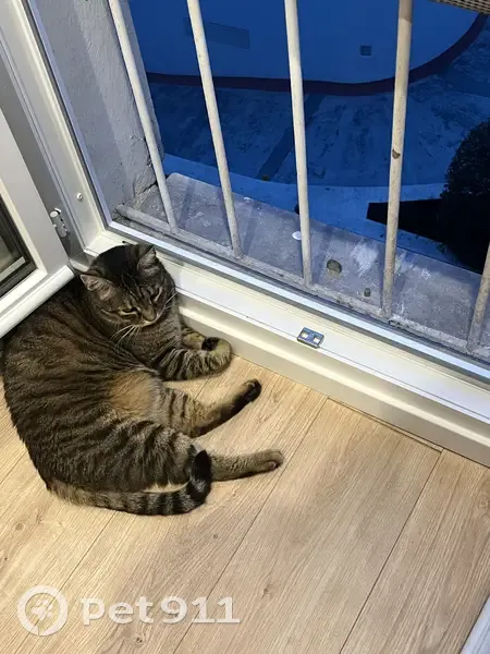 Chat disparu, recherche désespérée - photo
