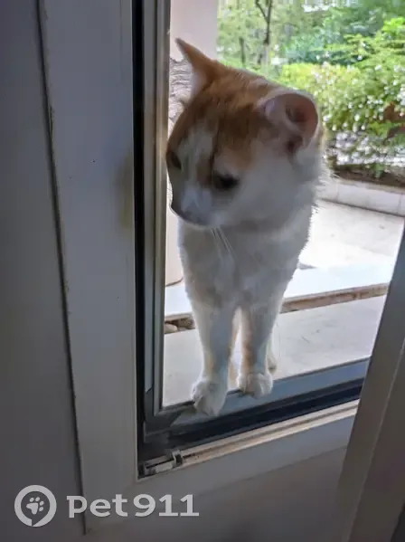 Chat européen disparu, 3 ans, Rue de Vouillé, Paris - photo
