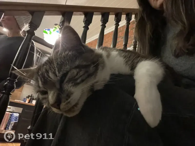 Chat femelle tigrée disparue - photo