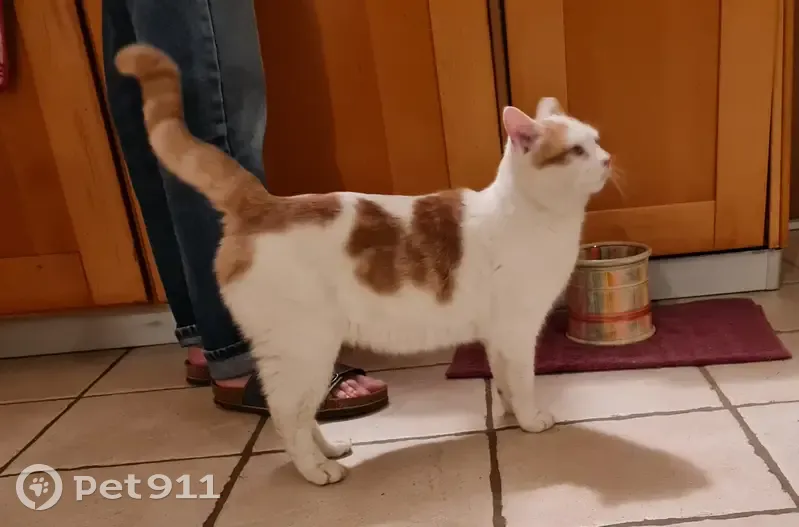 Chat Gaston échappé dans village Veigy-Foncenex - photo