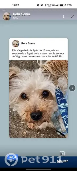 Chien sourd fugue à Vigy, aidez-moi! - photo