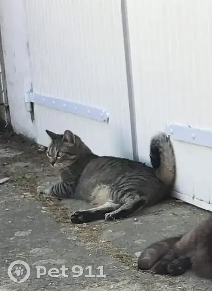 Chat disparu, Cookie, 10 ans, castré, pucé, queue enroulée, besoin traitement allergies. Landevieille, Pays de la Loire. - photo