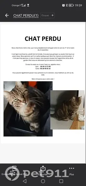 Chat disparu - Rue du Midi - photo