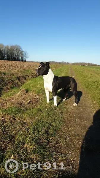 Chien Raska femelle staff disparue, Soligny-la-Trappe, Normandie - photo