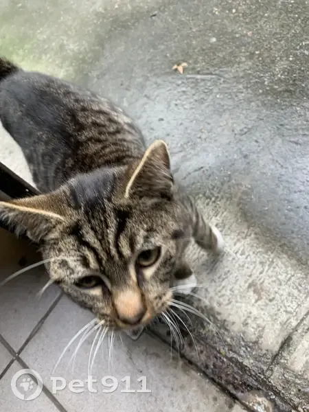 Chat trouvé à Roubaix, Avenue Nations Unies - photo