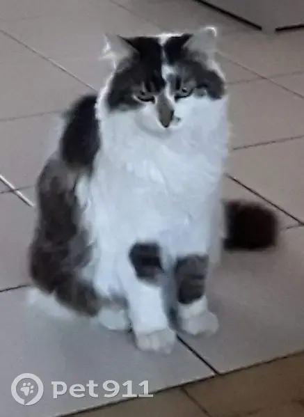 Chat pucé gris/blanc poil mi-long disparu - Rue Eugène Boudin, Goderville - photo