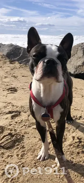 Chien Boston terrier mâle perdu, 1 an, 5,8 kg, craintif. Harnais rouge, laisse marron. Disparu le 2 nov. à St Amand, Bayonne. - photo