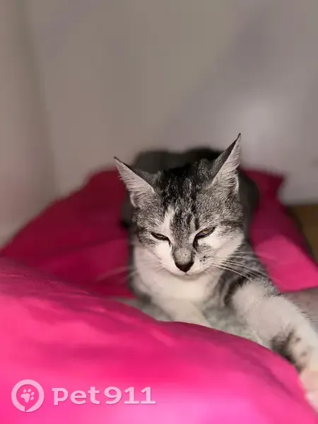 Chat Gris sociable, collier cuir, Villeneuve-le-Roi - photo