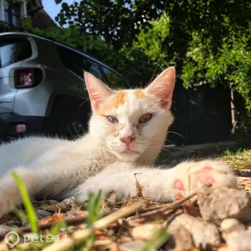 Chat mâle blanc tacheté roux, yeux vairons, disparu à Fontgombault - photo