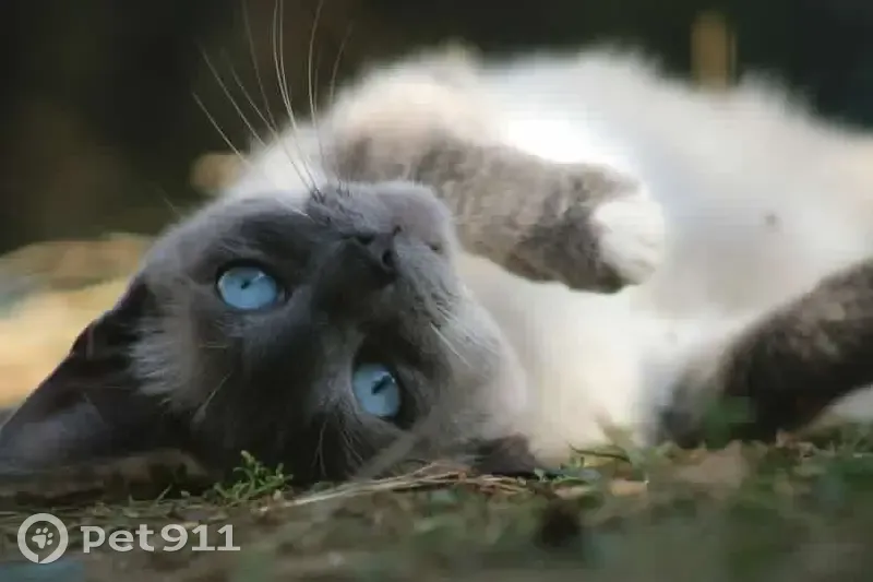Chat perdu collier bleu Rue Blanc Fontgombault - photo
