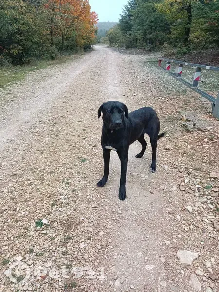 Chien trouvé : Jeune labrador croisée, noire avec tache blanche. Route Mont-Ventoux, Bédoin - photo