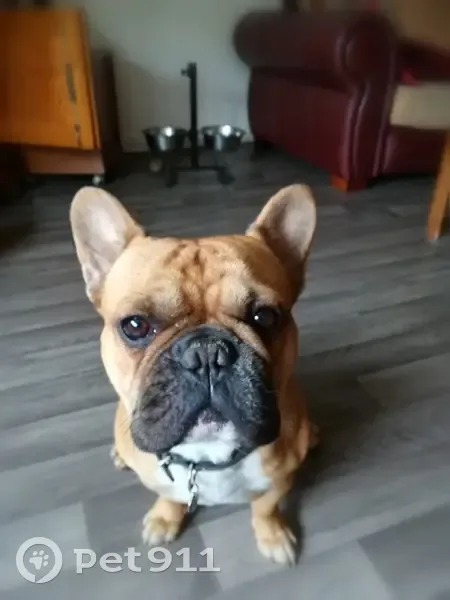 Chien Bouledogue français perdu, mâle, Villeneuve-sur-Lot - photo