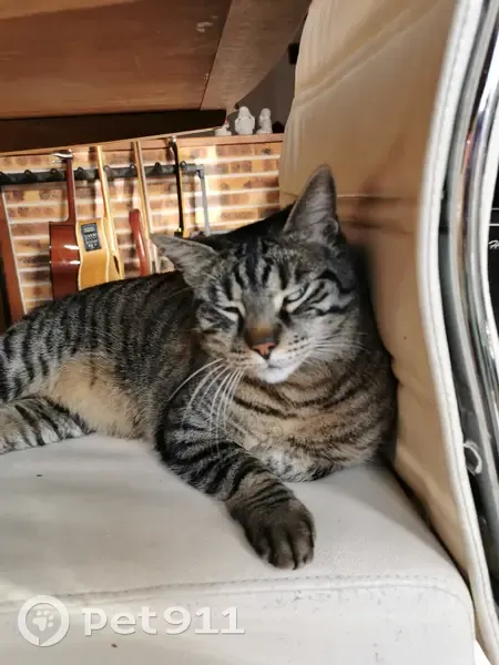 Chat gris européen disparu - photo