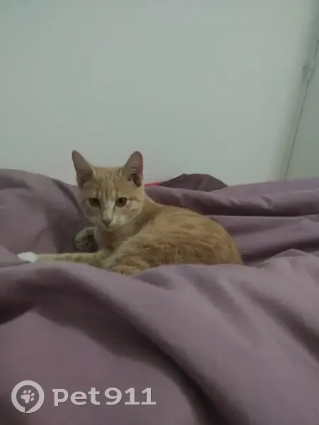Chaton roux trouvé à Toulouse - photo