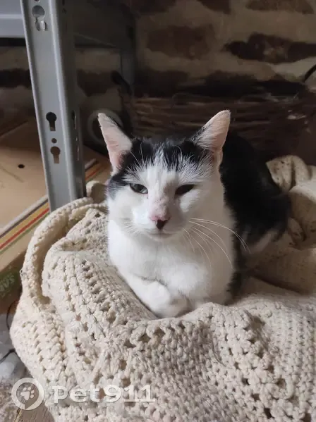 Chat trouvé, blanc-noir tacheté, câlin. - photo