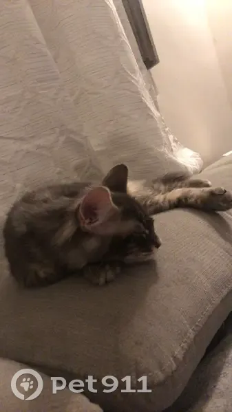 Chat gris foncé perdu, 6 mois, Route d'Uzès, Nîmes - photo