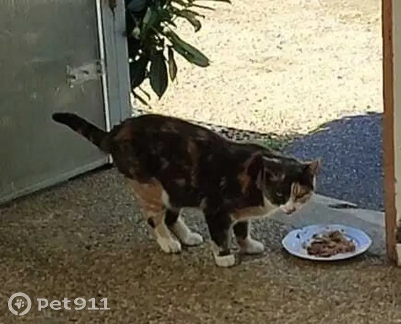 Chatte tricolore perdue, secteur stade Gleteins, Jassans-Riottier. - photo