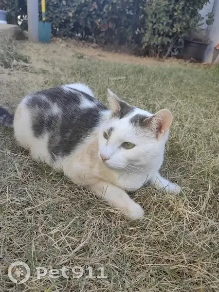 Chat blanc/gris perdu - Naé, Rue Marcel Pagnol, Garons - photo