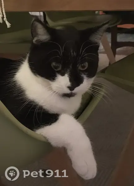 Chat noir et blanc disparu à Castelnaudary - photo