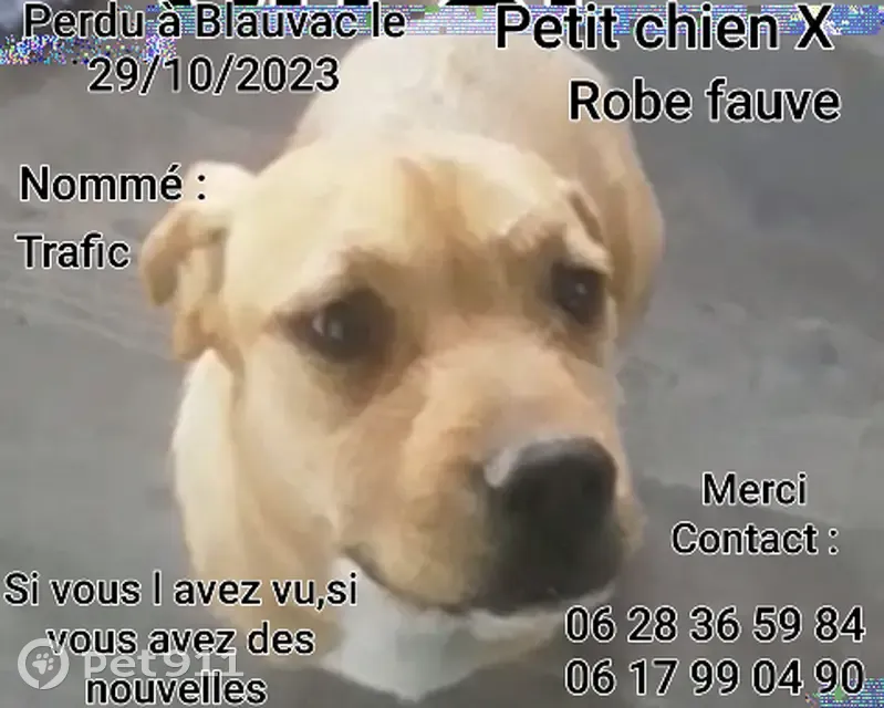 Chien perdu : Roux, 25kg, Blauvac - photo