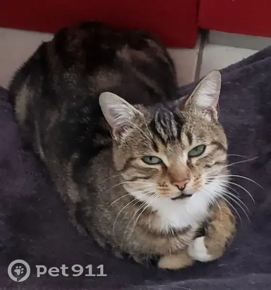 Chat trouvé à Colomiers - photo