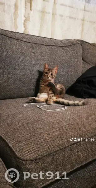 Chat disparu : Bulma, 6 mois, Marignane, Bouches-du-Rhône. - photo