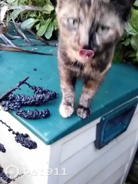 Chaton femelle noir et roux trouvé à Evreux St-Michel. Bonne santé, affectueuse. Évreux, Normandie. - photo
