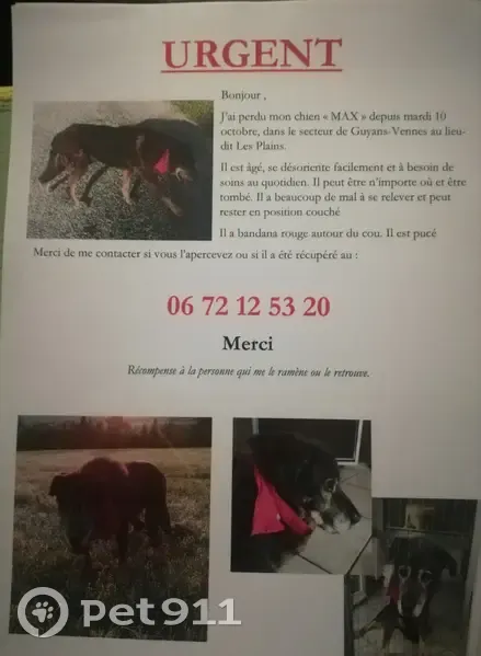 Chien Max disparu, besoin d'aide - photo