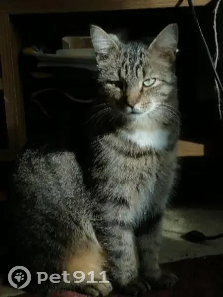 Chat perdu Rue de Siam, 52, Brest - photo