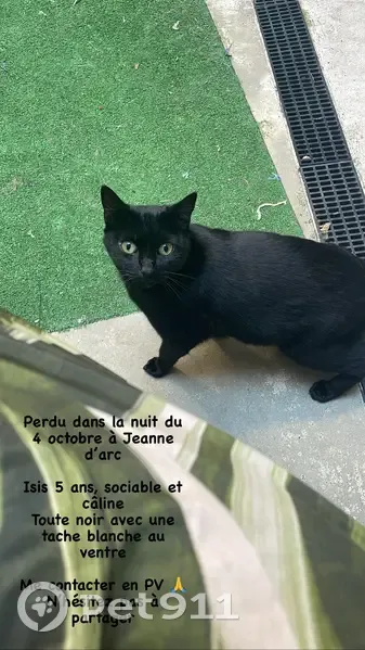 Chat noir perdu Rue Raymond IV, 12, Toulouse - photo