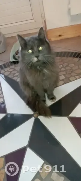Chatte sociable, jeune et sale, en bonne santé. - photo